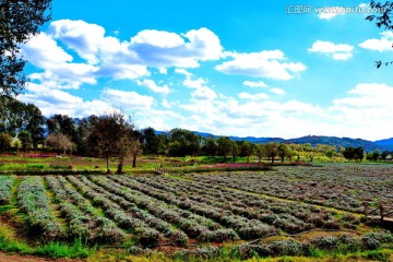 田园风光