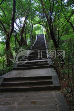 树林里的楼梯