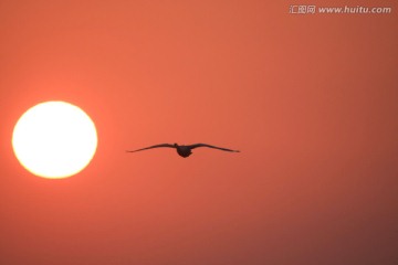 迎着朝阳的天鹅