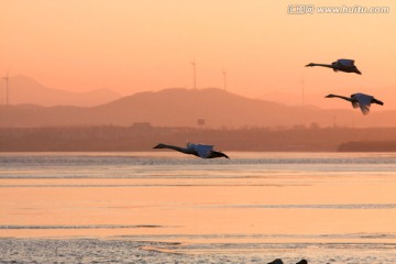 夕阳天鹅空中飞翔