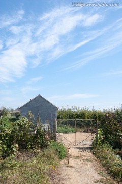 胶东田野景色