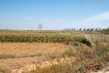 胶东半岛田野风光