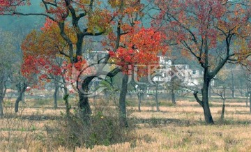 罗田九资河风光