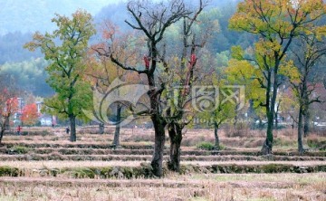 罗田九资河风光