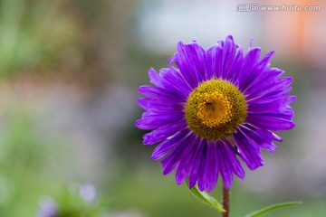 野菊花