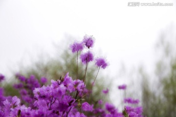 杜鹃花