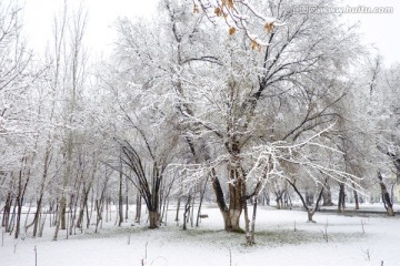 冬雪