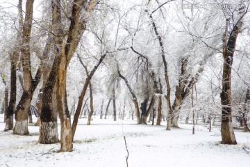 冬雪