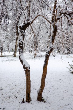 冬雪