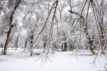 冬雪