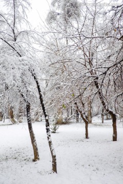 冬雪