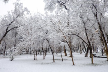 冬雪