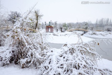 冬雪