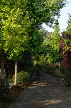 林间小路