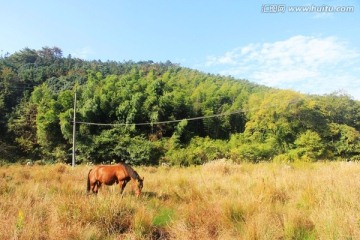 田野枣红马