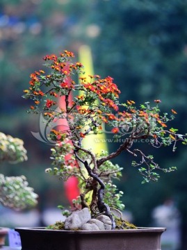 菊花盆景