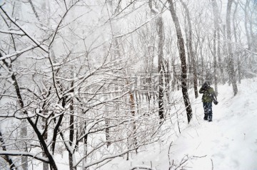 雪后的树枝