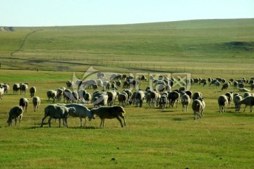 秋季草原牧场的羊群