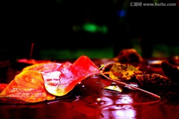 秋色 红叶