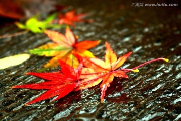 秋色 红叶 枫叶