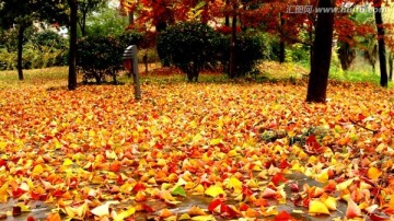 秋色 落叶 红叶