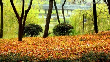 秋色 落叶 红叶