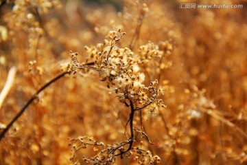 冬日植物