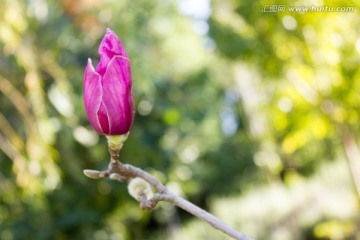 玉兰花