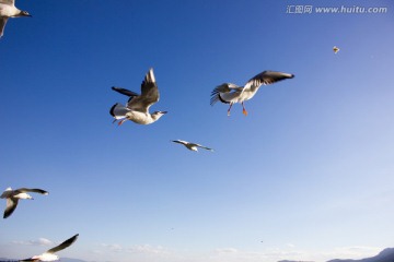 海鸥