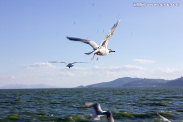 海鸥