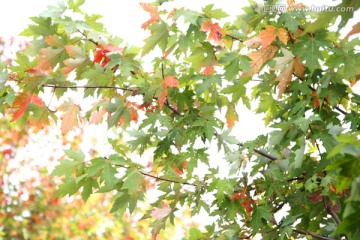 秋日的枫叶