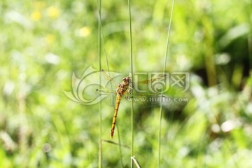 蜻蜓 蜻蜓特写