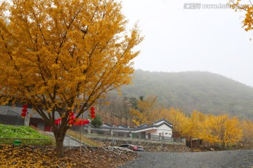 村庄 银杏