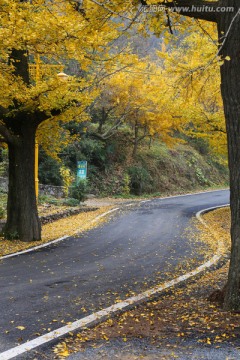 金秋 道路