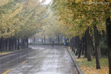 雨天的银杏大道
