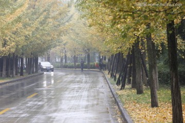 雨天的银杏大道