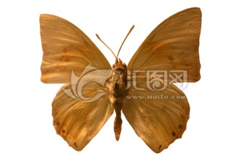 南非翠螯蛱蝶