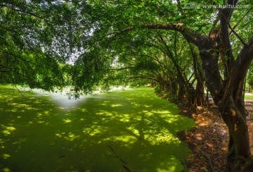 阳光树林