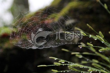 雨露中的蜘蛛网