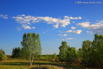 草原上的白杨树