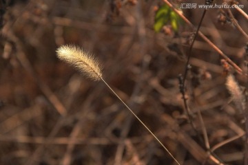 毛毛狗