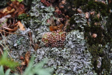 苔藓 阴生植物