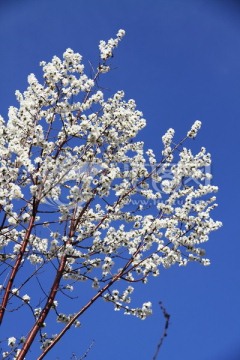 春花烂漫 白色花 蓝天