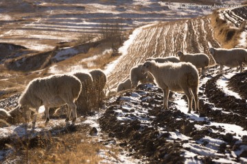 冬天庄稼地放羊