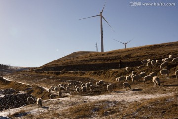风机下的羊群
