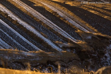 金色雪原