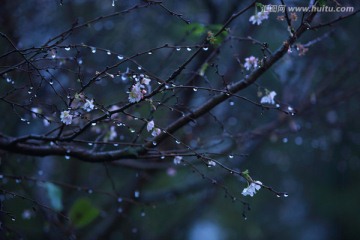 雨后的小花