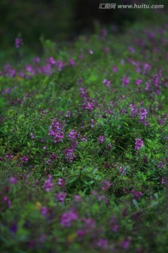 紫色小花