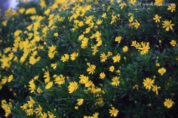 小黄菊花