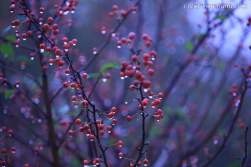 雨后的红浆果